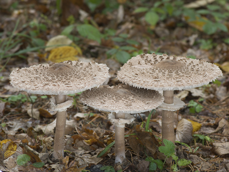 Macrolepiota procera